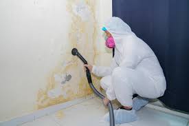 Best Mold Remediation for Healthcare Facilities in Springville, IA